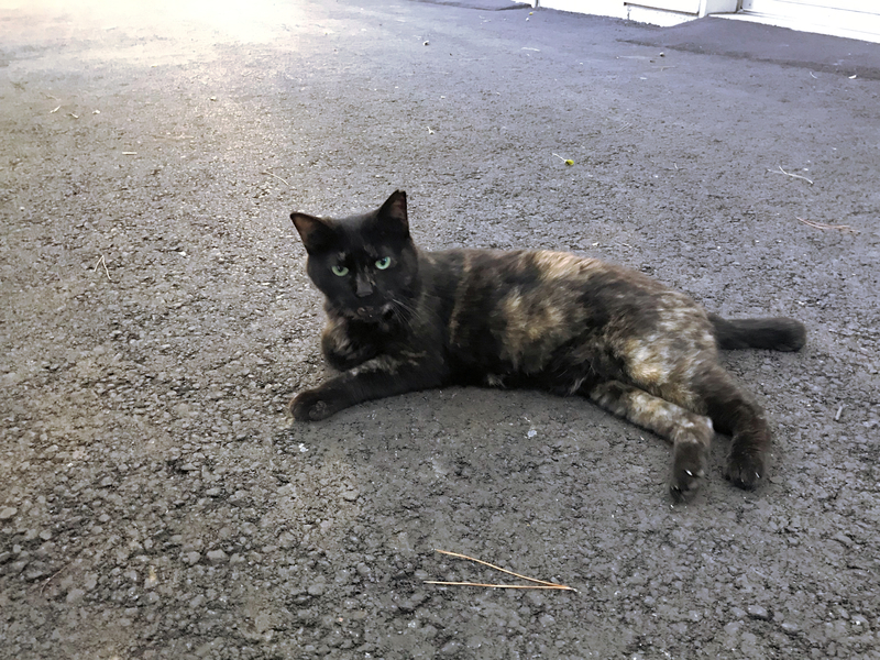 f:id:garadanikki:20191001163609j:plain