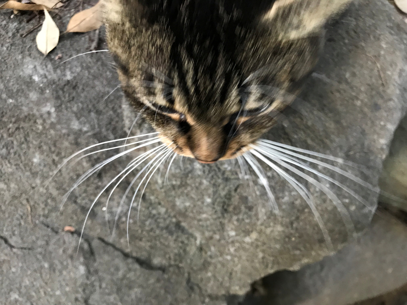 f:id:garadanikki:20191001163624j:plain