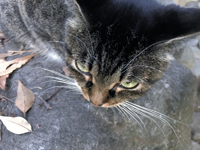f:id:garadanikki:20191001163630j:plain