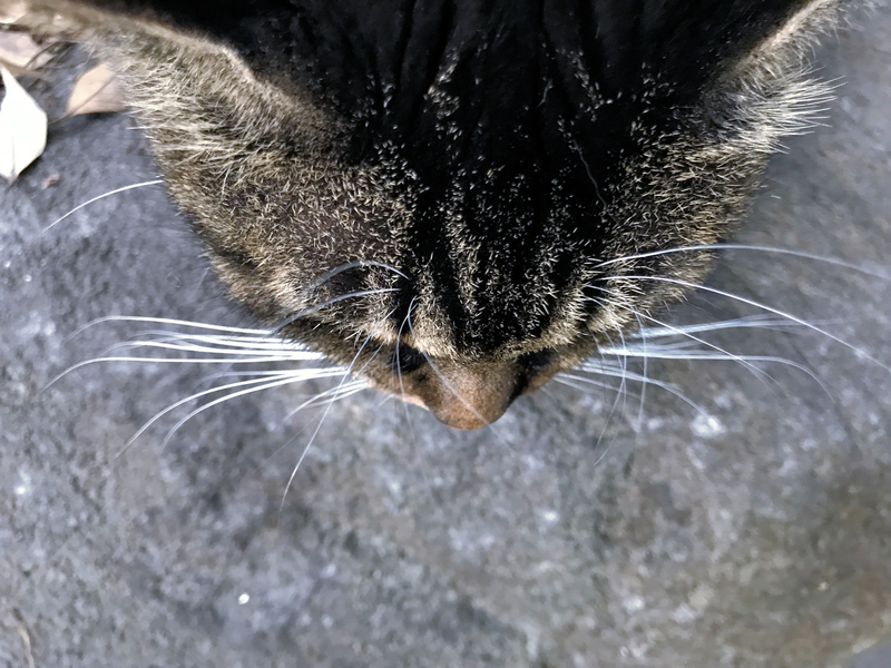 f:id:garadanikki:20191001163637j:plain