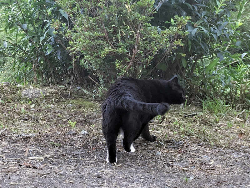 f:id:garadanikki:20191003140429j:plain
