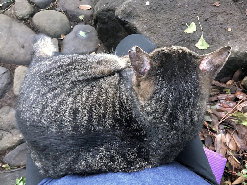 f:id:garadanikki:20191018154155j:plain f:id:garadanikki:20191018154155j:plain