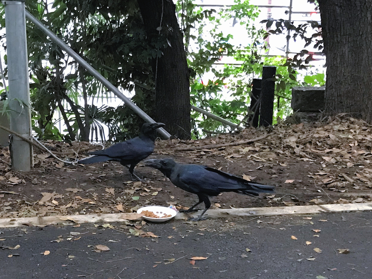 f:id:garadanikki:20191020164308j:plain f:id:garadanikki:20191020164308j:plain