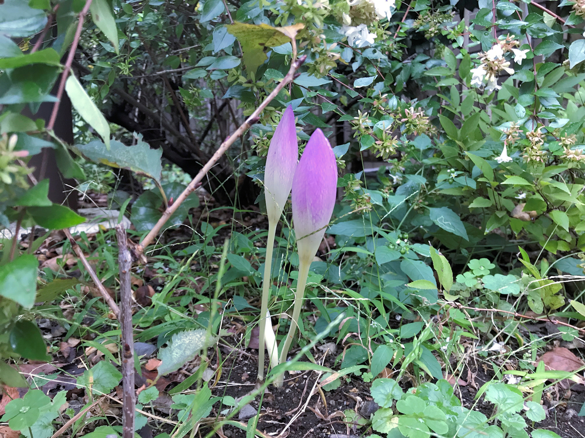 f:id:garadanikki:20191020173301j:plain