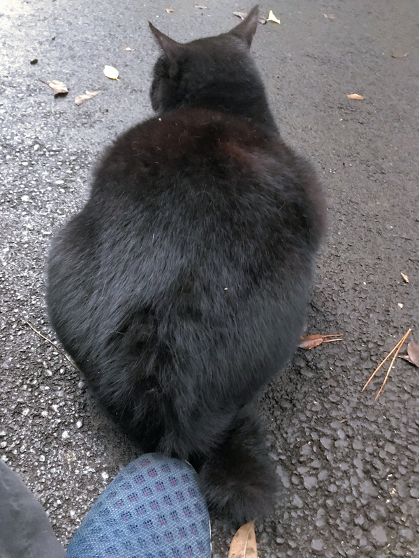 f:id:garadanikki:20191101171809j:plain