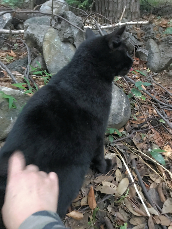 f:id:garadanikki:20191101171840j:plain