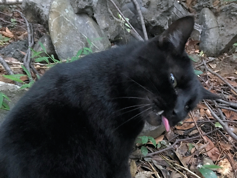 f:id:garadanikki:20191101171924j:plain