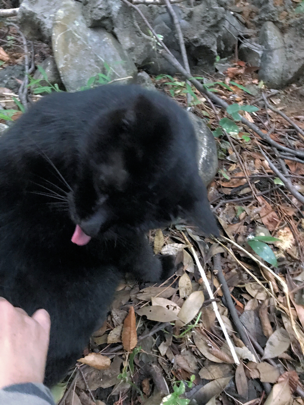 f:id:garadanikki:20191101171931j:plain