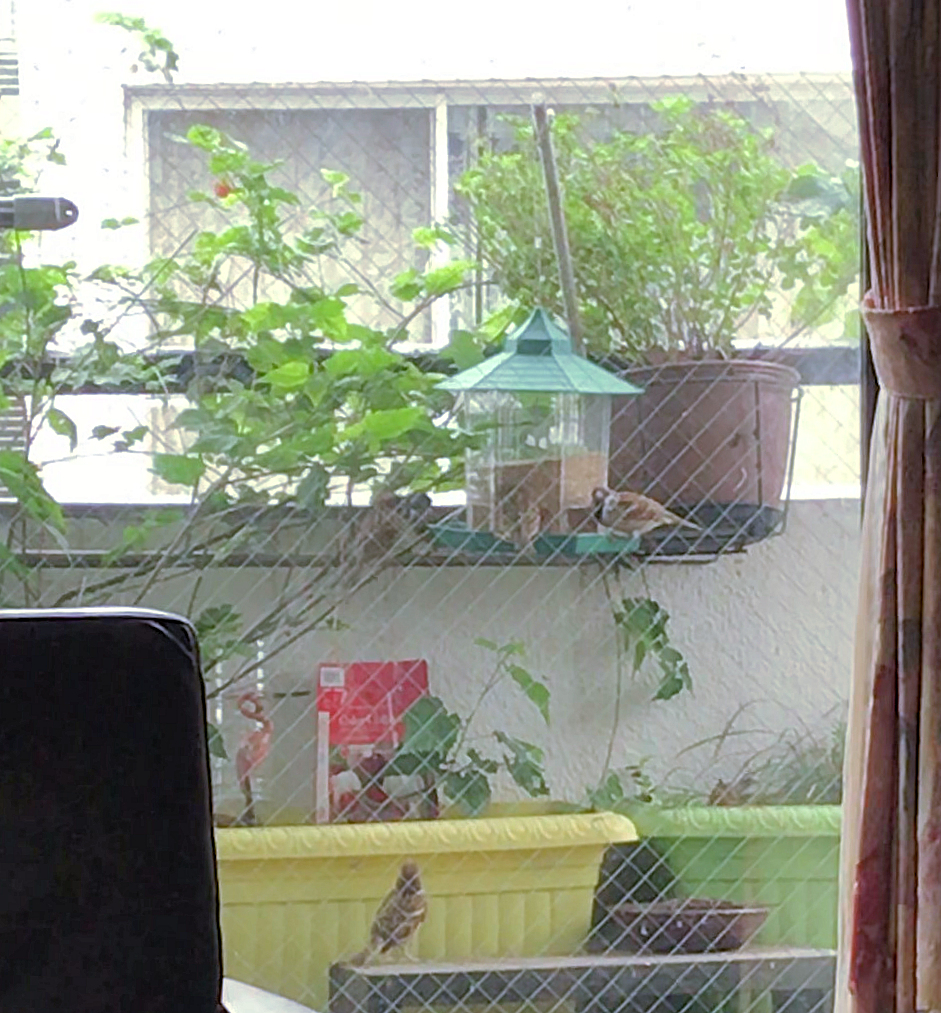f:id:garadanikki:20191106150152j:plain