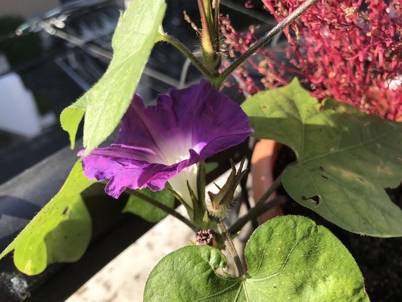f:id:garadanikki:20191109220748j:plain