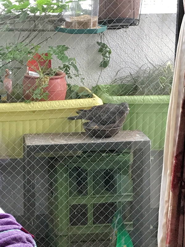 f:id:garadanikki:20191111101531j:plain