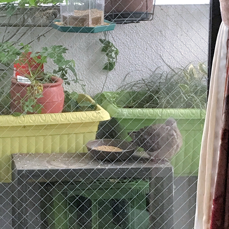 f:id:garadanikki:20191111101539j:plain