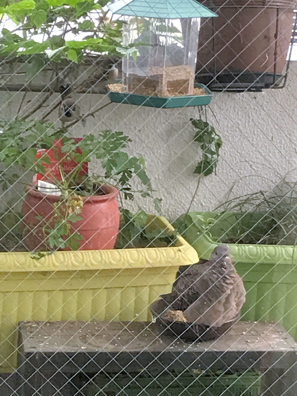 f:id:garadanikki:20191111101552j:plain