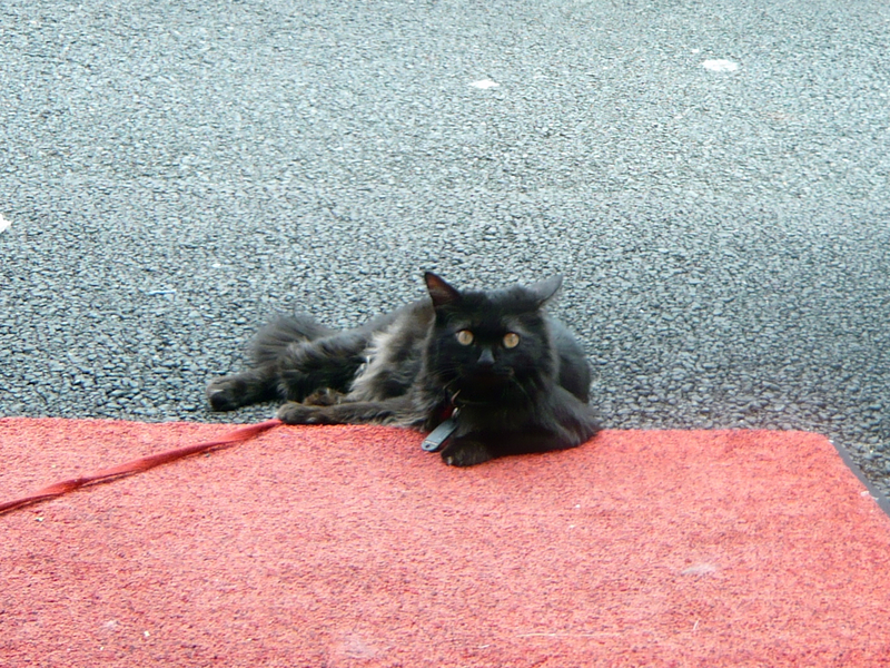 f:id:garadanikki:20191117142415j:plain