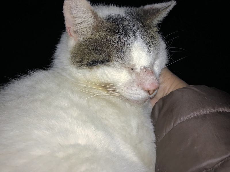f:id:garadanikki:20191117164754j:plain