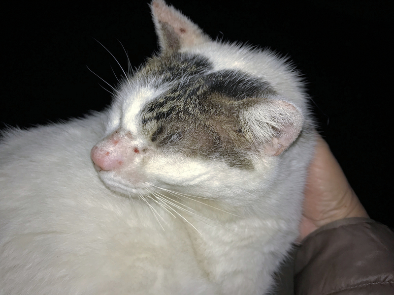 f:id:garadanikki:20191117164806j:plain