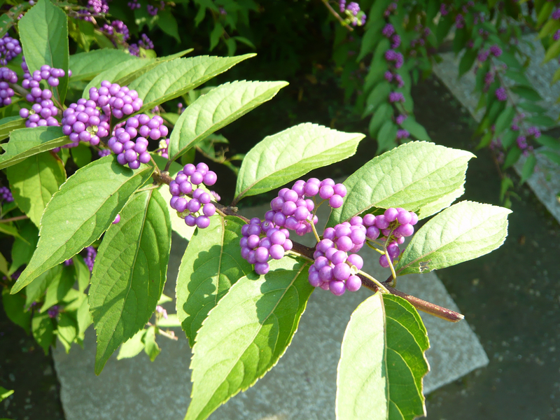 f:id:garadanikki:20191118133313j:plain f:id:garadanikki:20191118133313j:plain