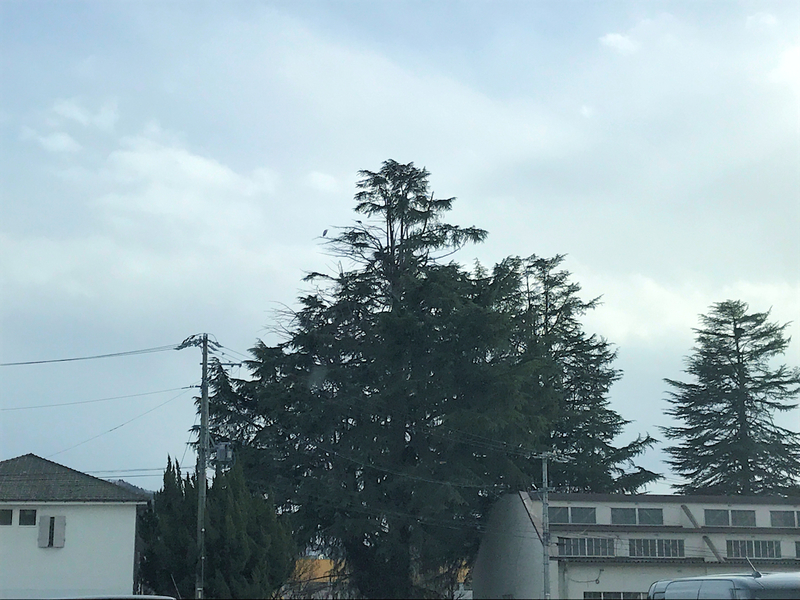 f:id:garadanikki:20200219143710j:plain f:id:garadanikki:20200219143710j:plain