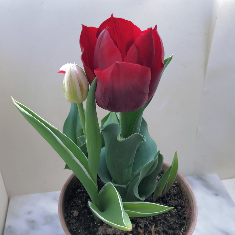f:id:garadanikki:20200322114432j:plain