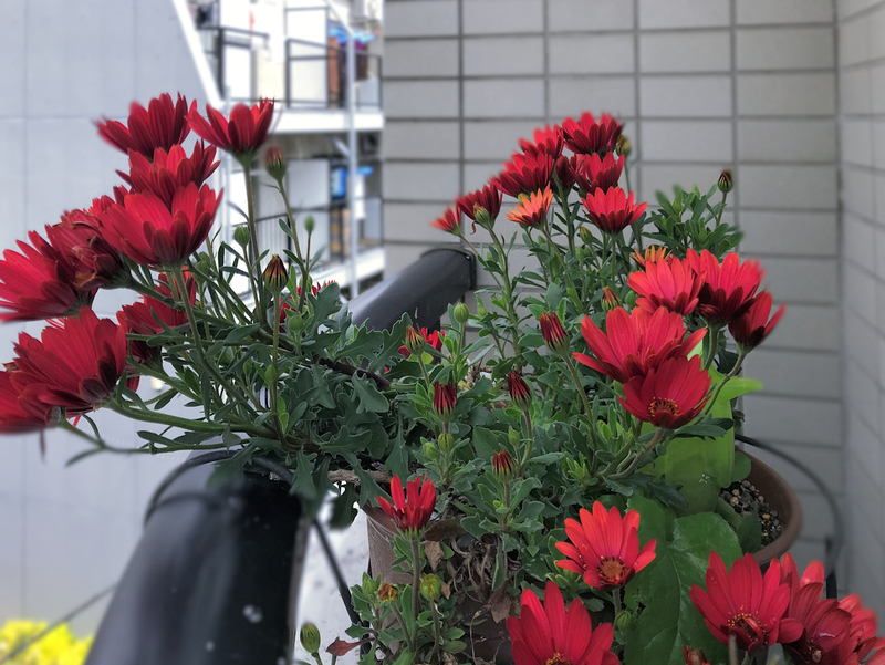 f:id:garadanikki:20200426152615j:plain