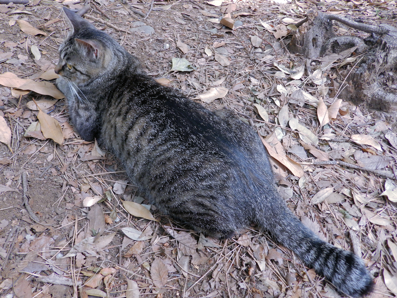 f:id:garadanikki:20200503111623j:plain f:id:garadanikki:20200503111623j:plain