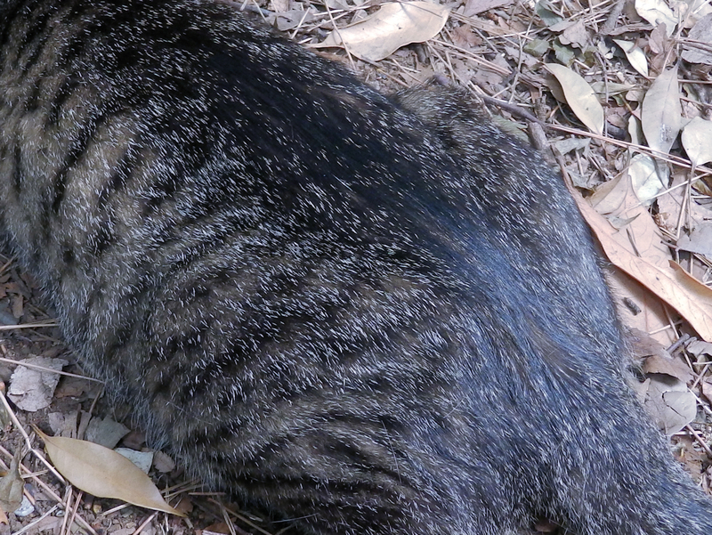 f:id:garadanikki:20200503111629j:plain f:id:garadanikki:20200503111629j:plain