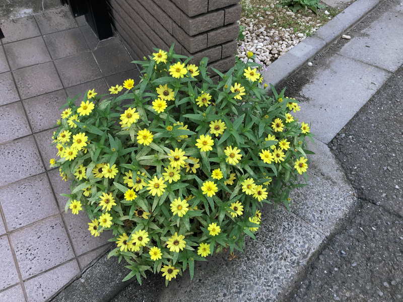 f:id:garadanikki:20200922155923j:plain