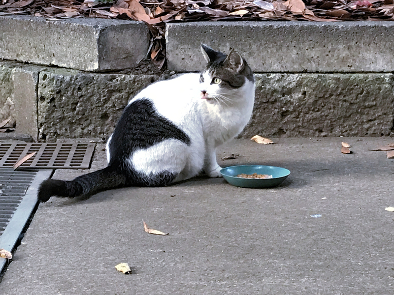 f:id:garadanikki:20201002165255j:plain