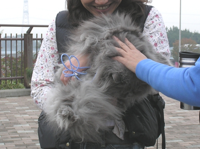 f:id:garadanikki:20201112153144j:plain