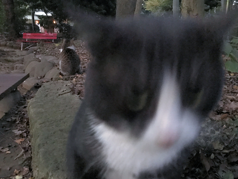 f:id:garadanikki:20201117164453j:plain