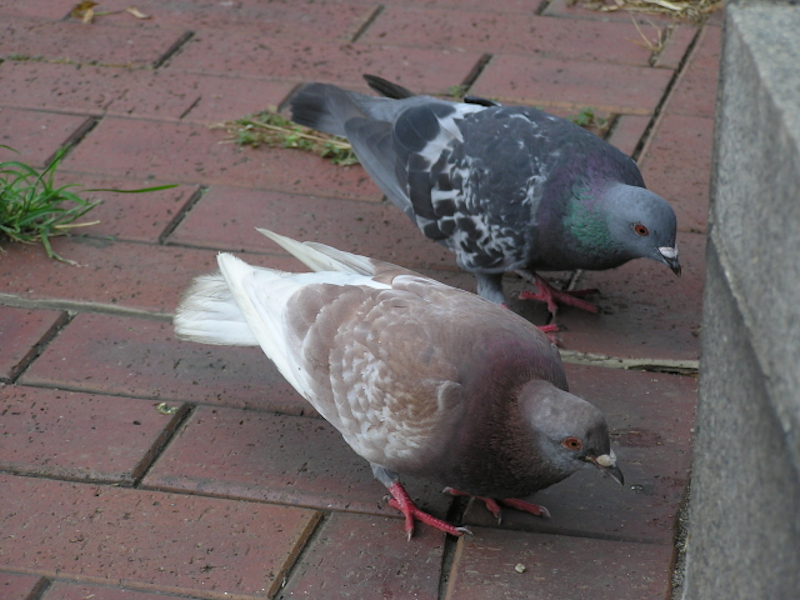 f:id:garadanikki:20201124114154j:plain