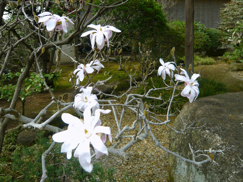 f:id:garadanikki:20210325142825j:plain