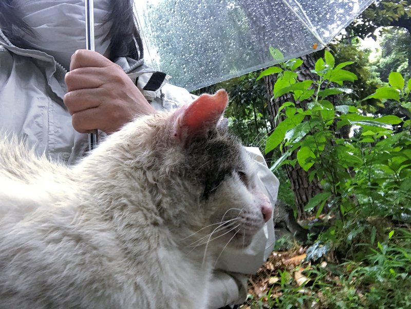 f:id:garadanikki:20210513165334j:plain