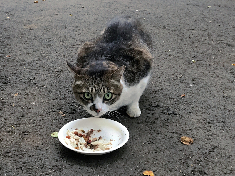 f:id:garadanikki:20210514173625j:plain