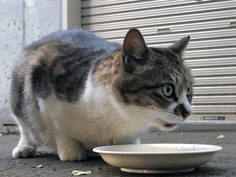 f:id:garadanikki:20210514173717j:plain