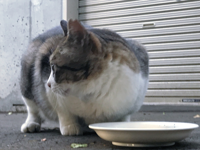 f:id:garadanikki:20210514173727j:plain