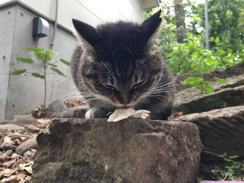 f:id:garadanikki:20210516112544j:plain