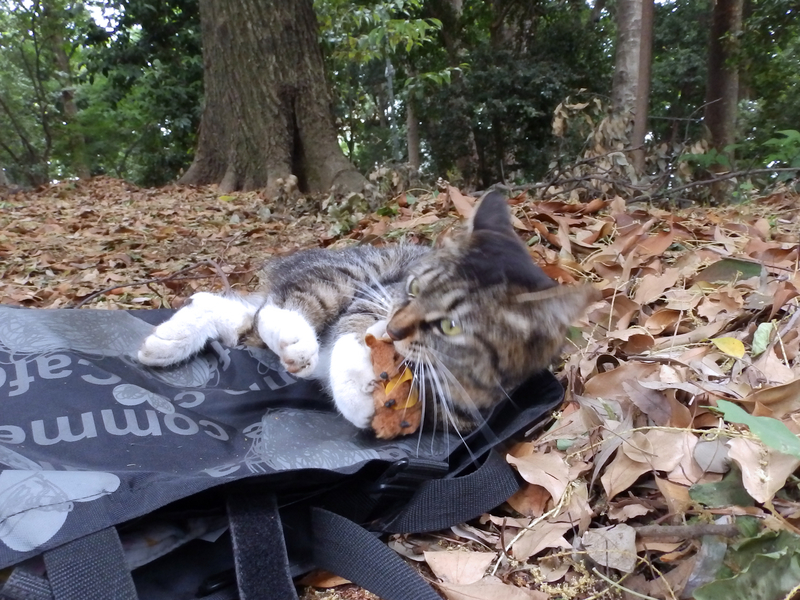 f:id:garadanikki:20210627093846j:plain