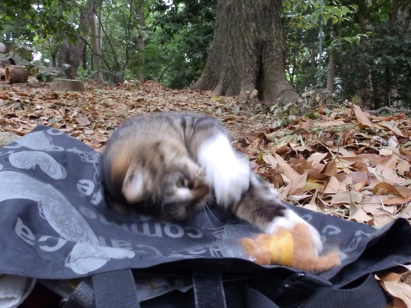 f:id:garadanikki:20210627093858j:plain