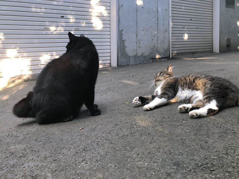 f:id:garadanikki:20210715180203j:plain