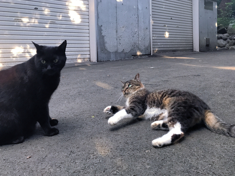 f:id:garadanikki:20210715180209j:plain