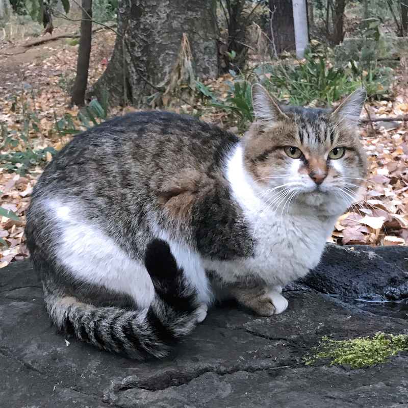 f:id:garadanikki:20210719165856j:plain