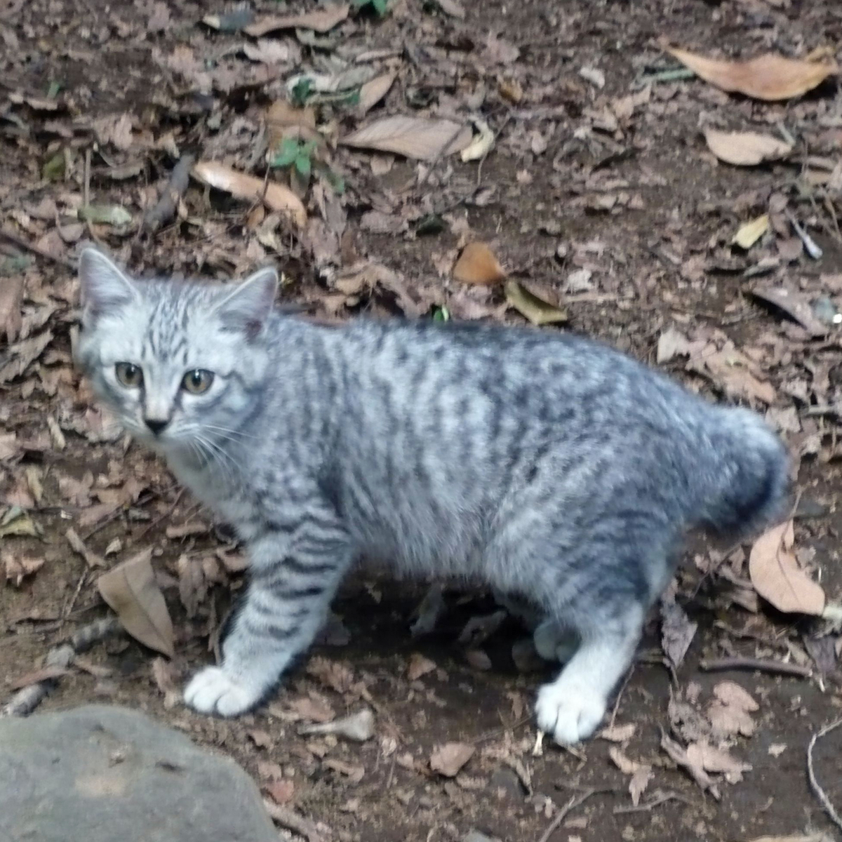 f:id:garadanikki:20210719182803j:plain