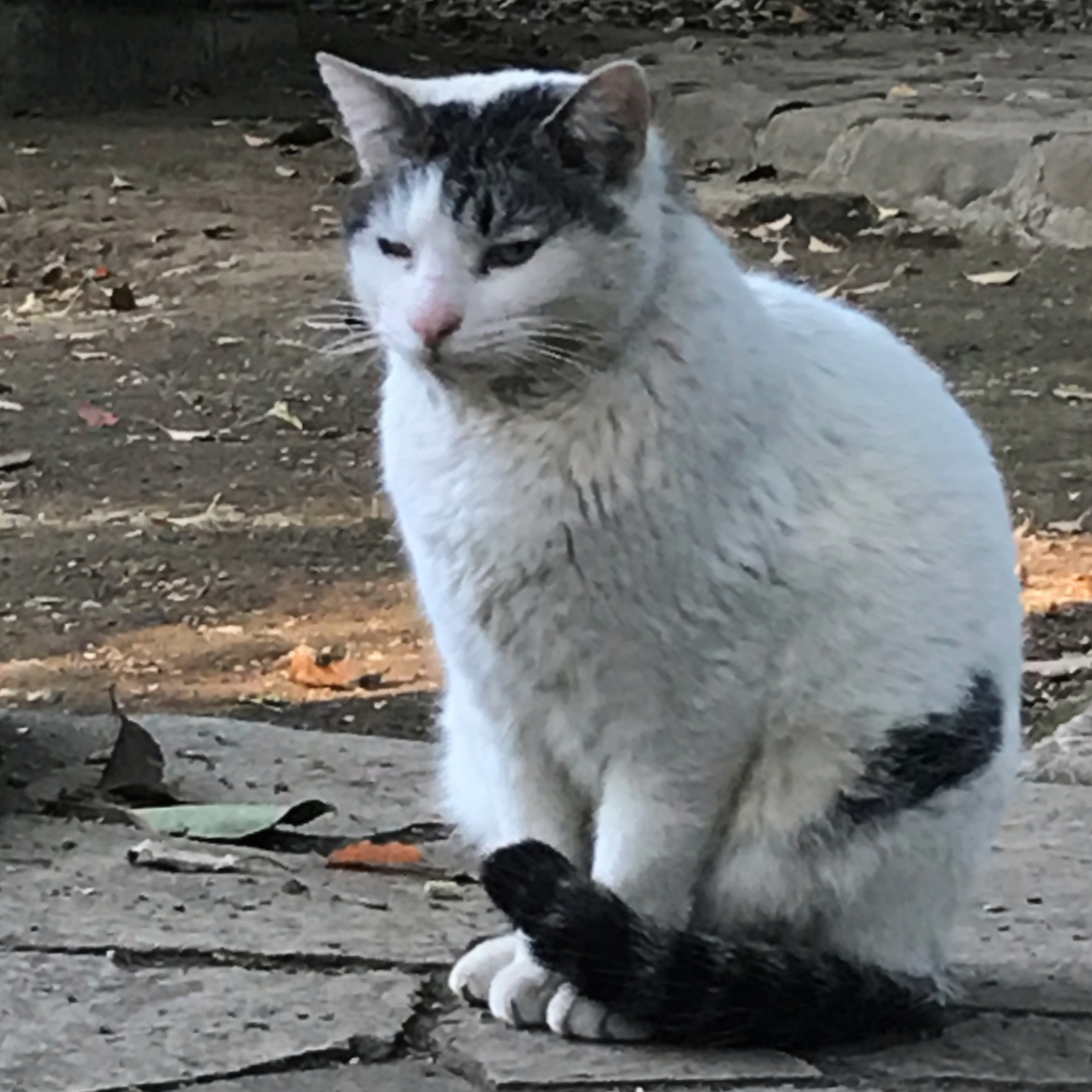 f:id:garadanikki:20210719183040j:plain