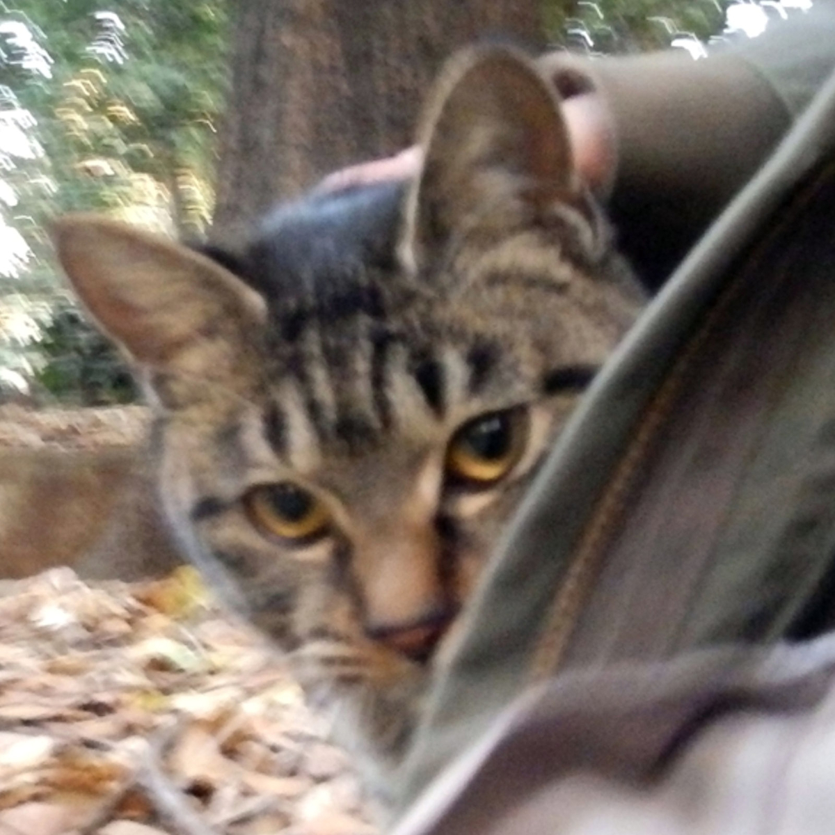 f:id:garadanikki:20210719183058j:plain