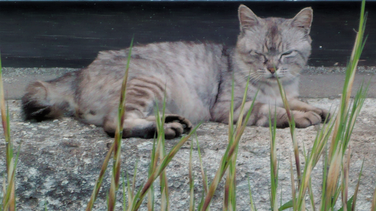 f:id:garadanikki:20210720111600j:plain