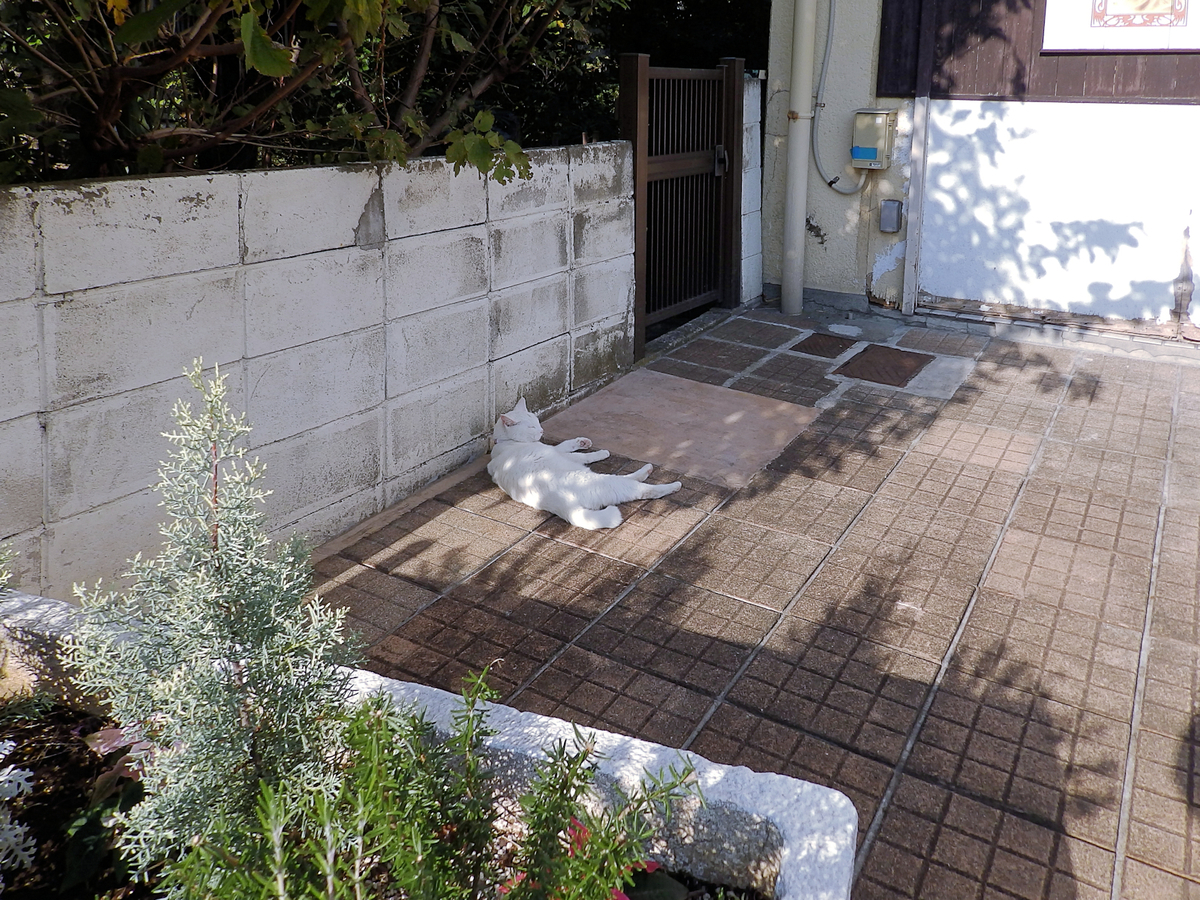 f:id:garadanikki:20211013165459j:plain