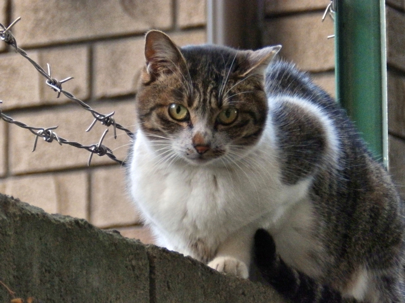 f:id:garadanikki:20211125152623j:plain