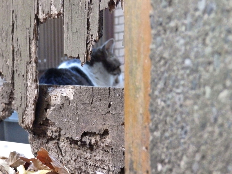 f:id:garadanikki:20211125152627j:plain