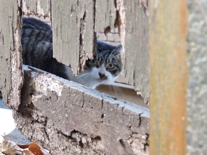 f:id:garadanikki:20211125152637j:plain